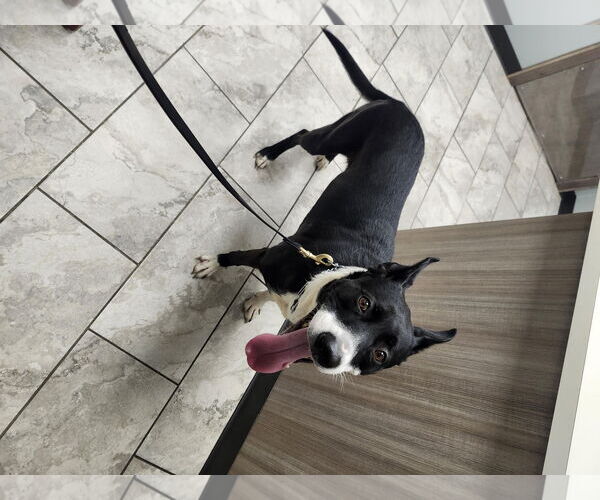 Medium Photo #2 Staffordshire Bull Terrier-Unknown Mix Puppy For Sale in Lyons, IL, USA