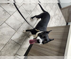 Emma - Female Staffordshire Bull Terrier-Unknown Mix Dog for Adoption - Photo #2