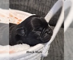 Puppy Black Male Pug