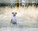 Small #5 Mutt