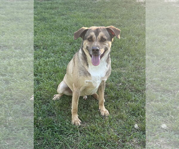 Medium Photo #1 Mutt Puppy For Sale in Eastman, GA, USA