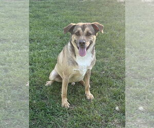 Mutt Dogs for adoption in Eastman, GA, USA