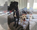 Small #5 American Pit Bull Terrier-Dalmatian Mix
