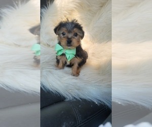 Yorkshire Terrier Puppy for sale in INDIANAPOLIS, IN, USA