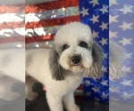 Small Photo #1 Cavapoo Puppy For Sale in LAFAYETTE, TN, USA
