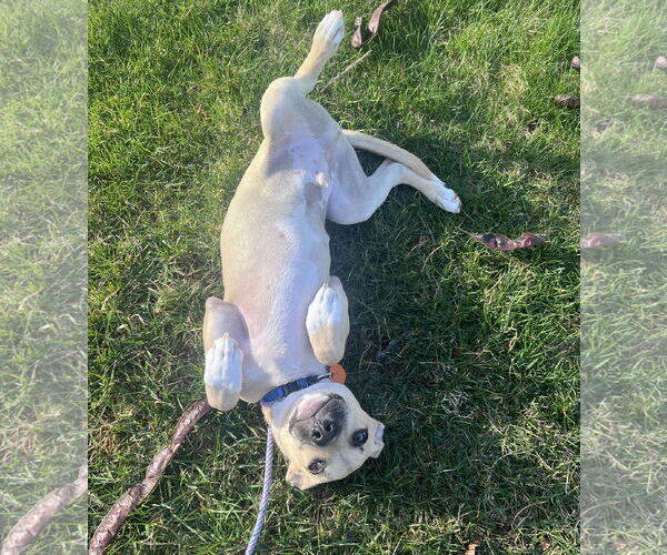Medium Photo #5 Black Mouth Cur-Labrador Retriever Mix Puppy For Sale in Rockaway, NJ, USA