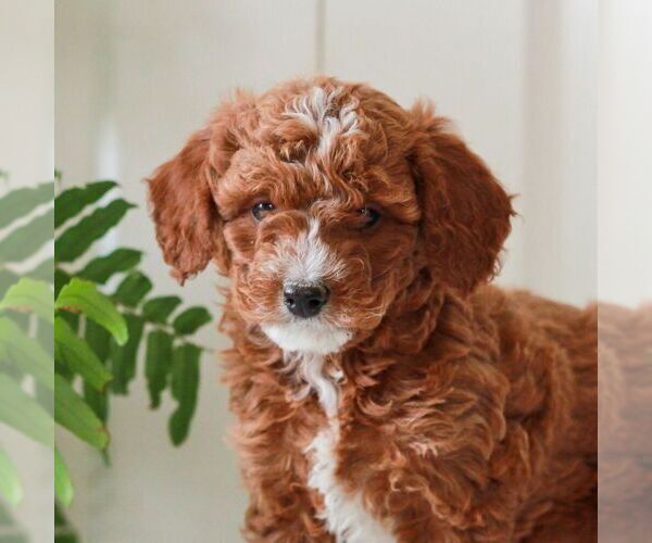 Medium Photo #3 Goldendoodle (Miniature) Puppy For Sale in LANCASTER, PA, USA