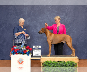 Father of the Rhodesian Ridgeback puppies born on 07/27/2025
