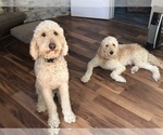 Small Photo #1 Goldendoodle Puppy For Sale in ALBUQUERQUE, NM, USA