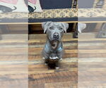 Small #3 American Pit Bull Terrier