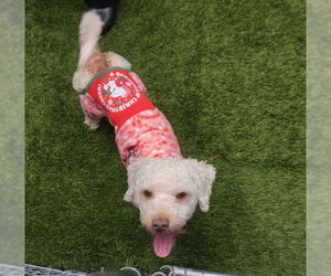 Poodle (Miniature) Dogs for adoption in Downey, CA, USA