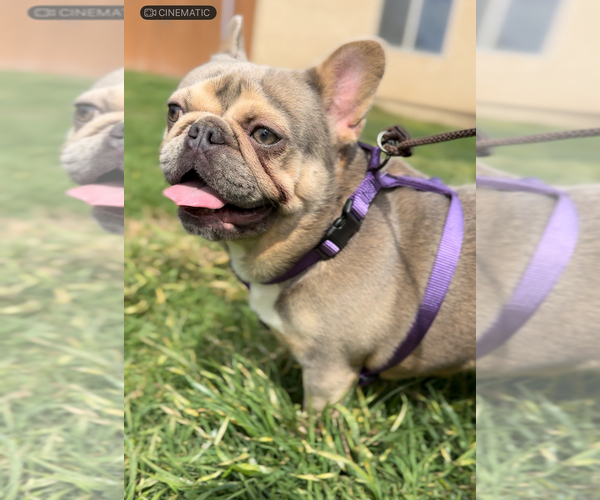 Medium Photo #4 French Bulldog Puppy For Sale in OJAI, CA, USA