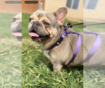 Small #3 French Bulldog