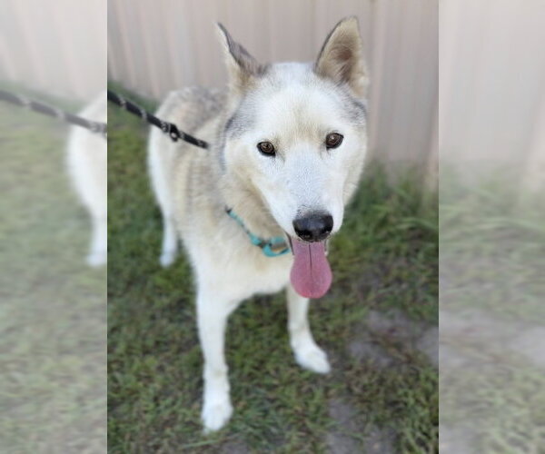 Medium Photo #3 Siberian Husky-Unknown Mix Puppy For Sale in Bemidji, MN, USA