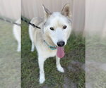Small #2 Siberian Husky Mix