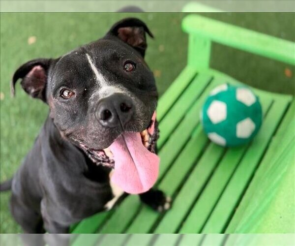 Medium Photo #2 American Pit Bull Terrier-Unknown Mix Puppy For Sale in Tavares, FL, USA