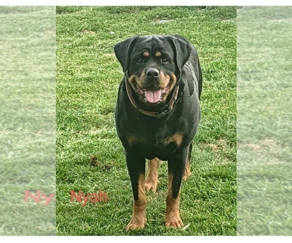 Medium Photo #1 Rottweiler Puppy For Sale in DANVILLE, IL, USA
