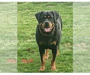 Mother of the Rottweiler puppies born on 06/28/2025