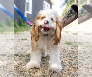 Cocker Spaniel Dogs for adoption in St. Louis Park, MN, USA