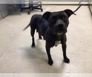Mutt Dogs for adoption in Riverside, CA, USA