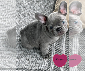 French Bulldog Puppy for sale in FORT WAYNE, IN, USA