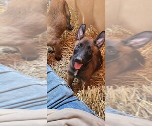 Belgian Malinois Puppy for sale in BREMEN, KY, USA