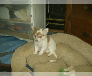 Chihuahua Puppy for sale in DEER PARK, WI, USA