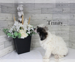 Trinity - Female Poodle (Miniature) Puppy for Sale - Photo #2