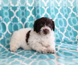 Aussie-Poo Puppy for sale in SHILOH, OH, USA