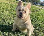 Small French Bulldog