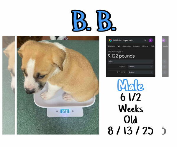 Medium Photo #8 Mutt Puppy For Sale in Westwood, NJ, USA