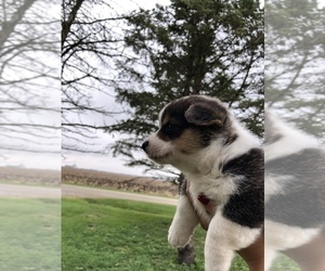 Pembroke Welsh Corgi Puppy for sale in ARTHUR, IL, USA