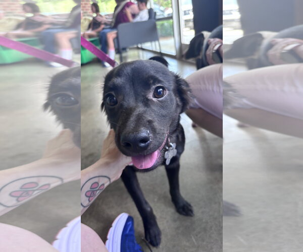Medium Photo #2 Border Collie-Unknown Mix Puppy For Sale in Holly Springs, NC, USA
