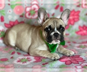 French Bulldog Puppy for sale in LANCASTER, PA, USA