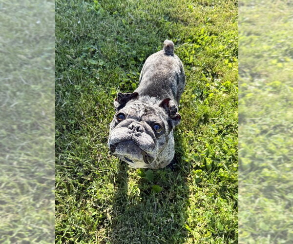 Medium Photo #1 Frenchie Pug Puppy For Sale in Shermans Dale, PA, USA