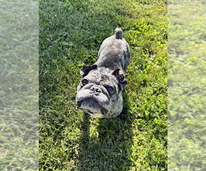 Frenchie Pug Dogs for adoption in Shermans Dale, PA, USA
