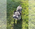 Small Frenchie Pug