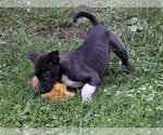 Small #2 Mutt