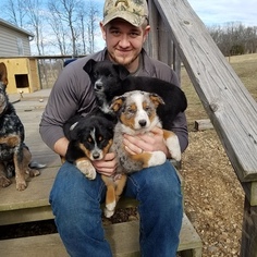 Texas Heeler Puppy for sale in CABOOL, MO, USA