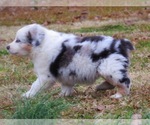 Small #9 Miniature Australian Shepherd