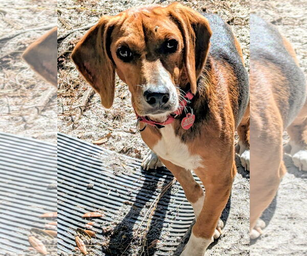 Medium Photo #3 Beagle-Unknown Mix Puppy For Sale in Dunnellon, FL, USA