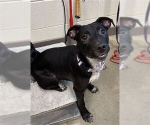 Labrador Retriever-Unknown Mix Dogs for adoption in Waterford, VA, USA