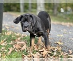 Small #2 Cane Corso