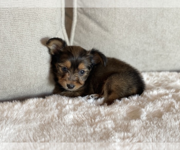 Medium Photo #1 Morkie Puppy For Sale in DALLAS, TX, USA