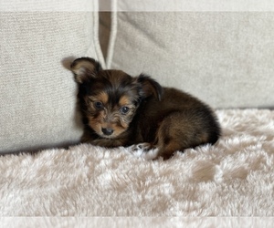 Morkie Puppy for sale in DALLAS, TX, USA