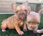 Small #9 French Bulldog