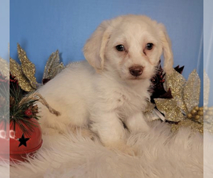 Goldendoodle-Poodle (Toy) Mix Puppy for sale in CINCINNATI, OH, USA