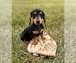 Dachshund Puppy for sale in MIDDLEBURY, IN, USA