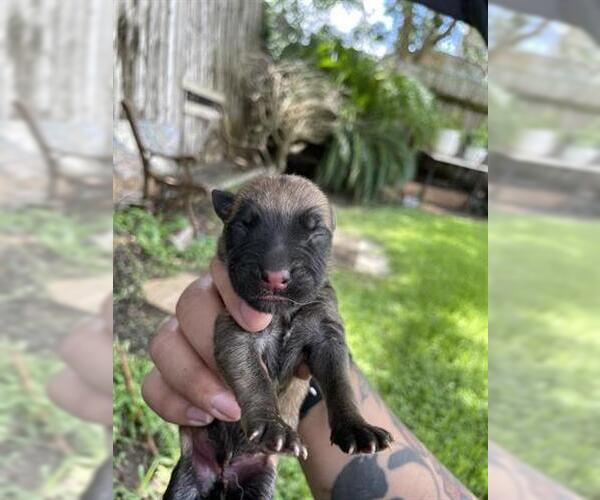 Medium Photo #1 German Shepherd Dog Puppy For Sale in Houston, TX, USA