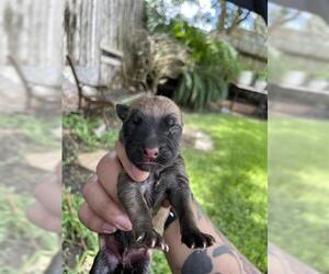 German Shepherd Dog Dogs for adoption in Houston, TX, USA